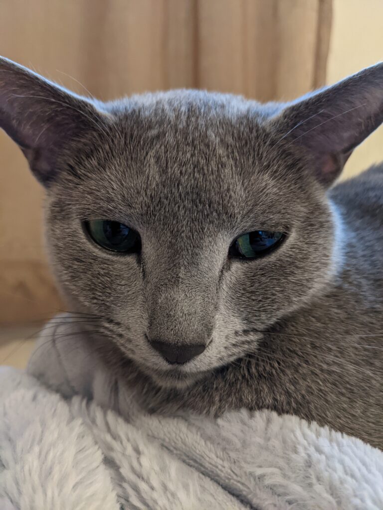 A beautiful blue cat-daemon