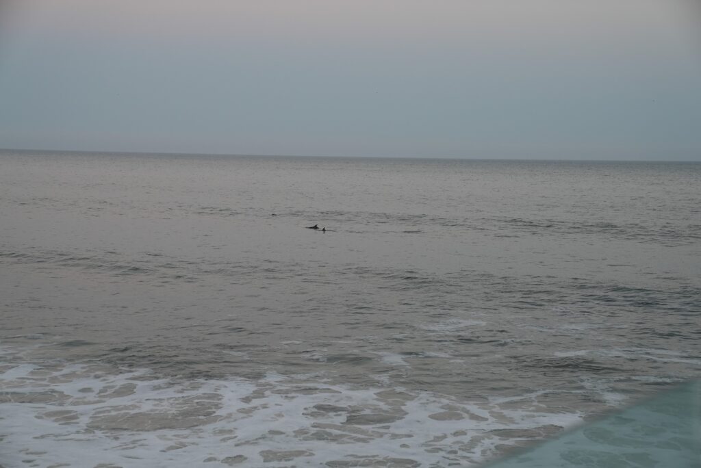 Two dolphins in the water